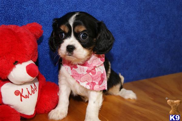 Cavalier King Charles Spaniel Puppies